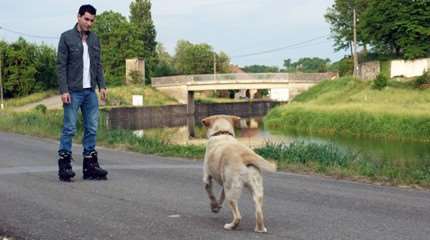 Was zu machen ist, wenn du einem Hund über den Weg läufst